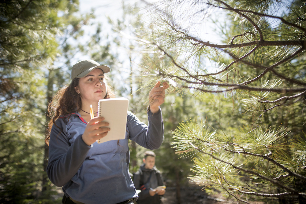 photo of woman observing tree branch