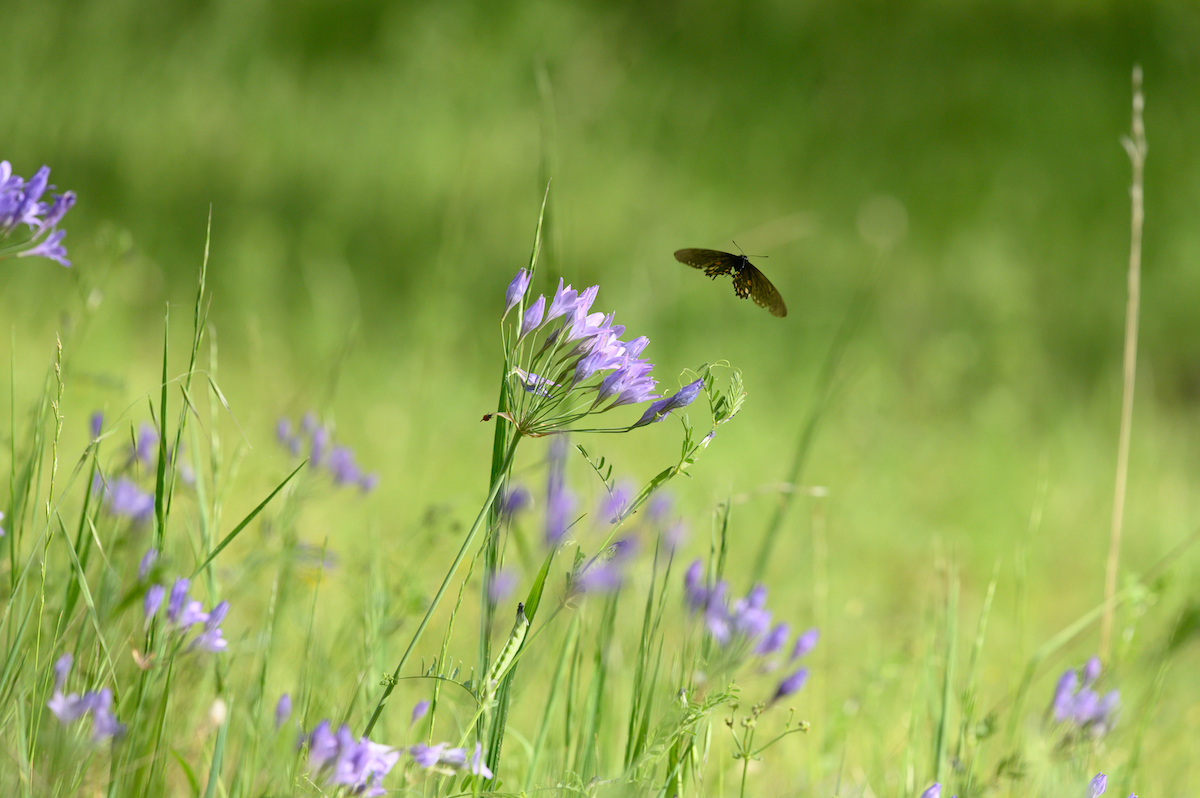 Butterfly in purple flower field