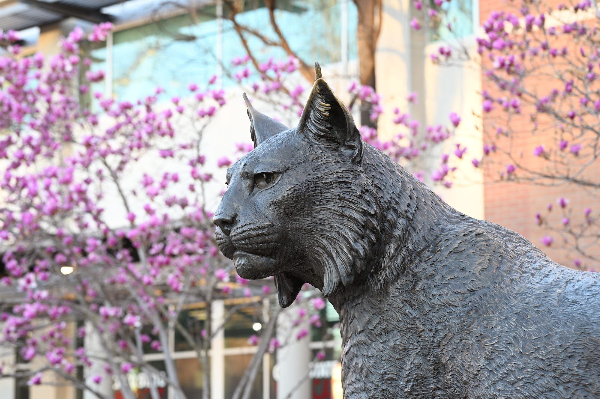 Photo of wildcat statue