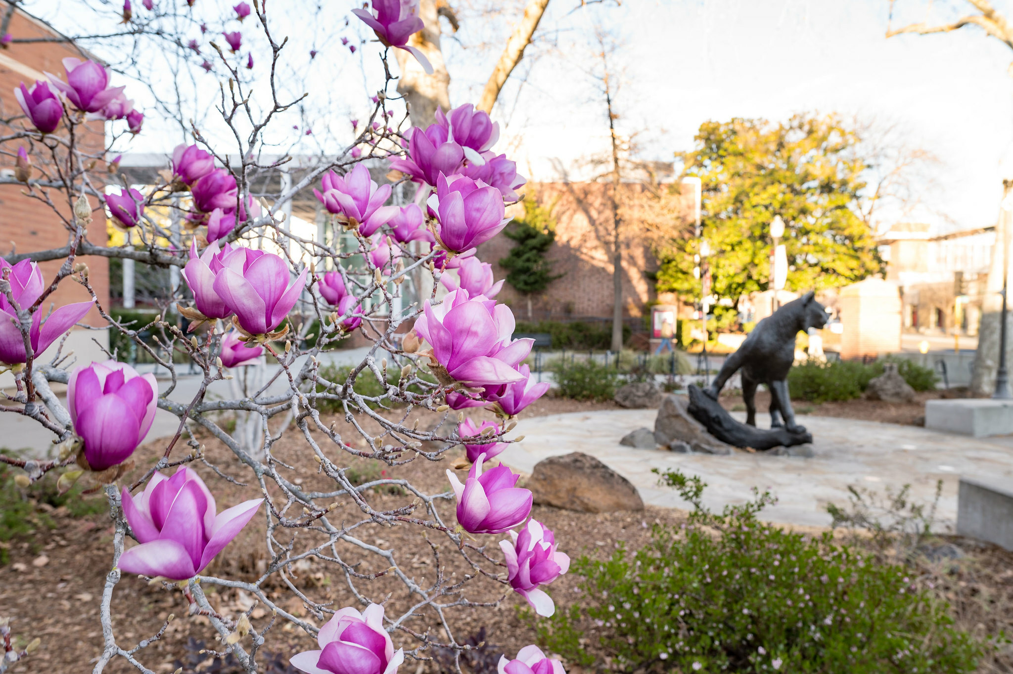 Blossoms with wildcat statue in background