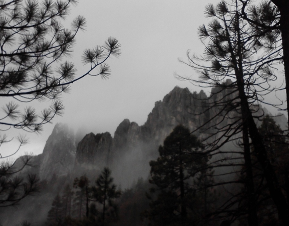 fog, trees, and mountain